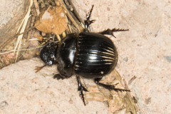 Dichotomius colonicus