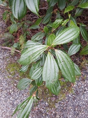 Viburnum davidii