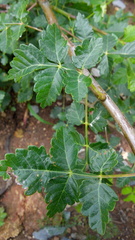 Bursera linanoe