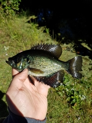 Centrarchus macropterus