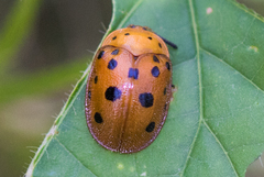 Chelymorpha phytophagica
