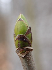 Acer pseudoplatanus