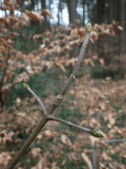 Acer pseudoplatanus