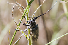 Lochmaeocles marmoratus