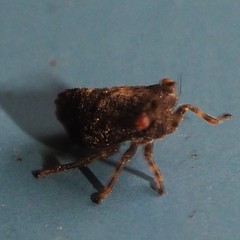 Megophthalminae