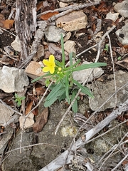 Lithospermum mirabile