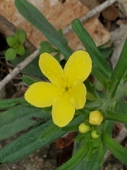 Lithospermum mirabile