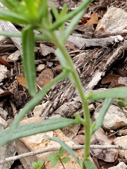 Lithospermum mirabile