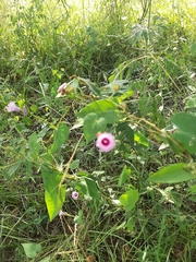 Ipomoea grandifolia