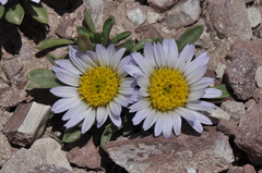 Townsendia rothrockii