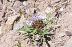 Townsendia rothrockii