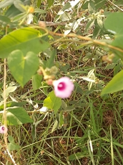 Ipomoea grandifolia