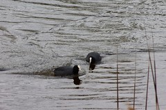 Fulica atra