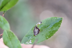 Stigmella heteromelis