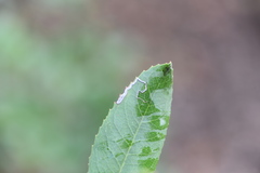 Stigmella heteromelis