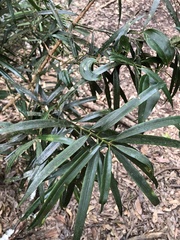 Podocarpus fasciculus