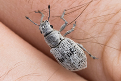 Ericydeus lautus
