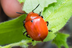 Leptinotarsa rubiginosa