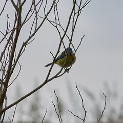 Cyanistes caeruleus