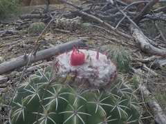 Melocactus curvispinus