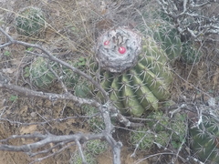 Melocactus curvispinus