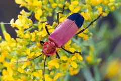 Chauliognathus lecontei