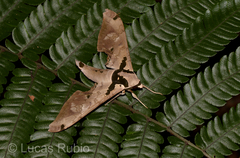 Adhemarius daphne daphne