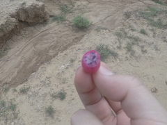 Melocactus curvispinus