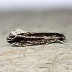 Nemapogon rileyi