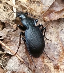 Carabus goryi