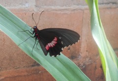 Parides anchises