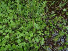 Hydrocotyle pterocarpa