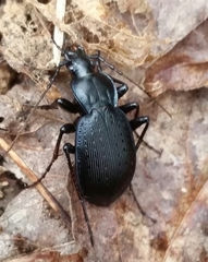 Carabus goryi