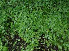 Hydrocotyle pterocarpa