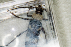 Megacyllene antennata