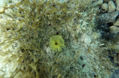 Notaulax occidentalis