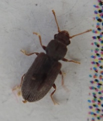 Berginus tamarisci