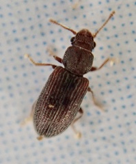 Berginus tamarisci