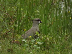 Vanellus chilensis