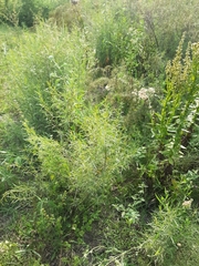 Acanthostyles buniifolius