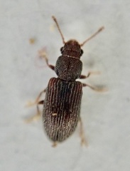 Berginus tamarisci
