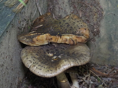 Amanita karea