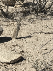 Xerospermophilus