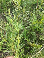 Acanthostyles buniifolius