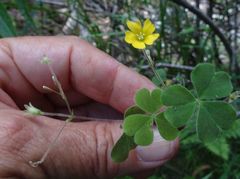 Oxalis chnoodes