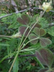 Oxalis chnoodes