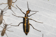 Pyrota obliquefascia