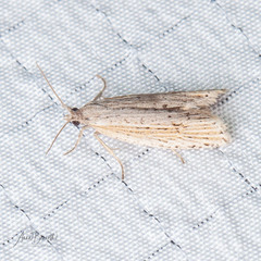 Eucosma ambodaidaleia