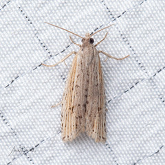 Eucosma ambodaidaleia