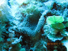 Ricordea florida